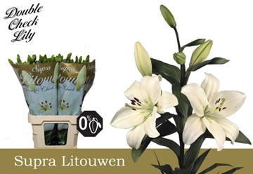 Lilium La Litouwen 100cm 5/7bl