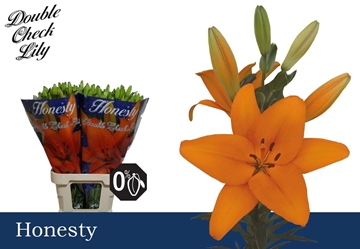 Lilium La Honesty 90cm 4/5bl