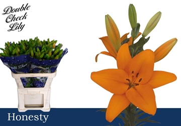 Lilium La Honesty 80cm 3/5bl