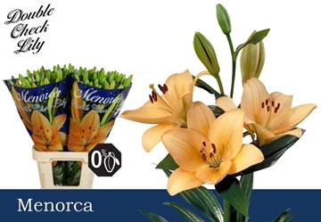 Lilium La Menorca 90cm 5/7bl