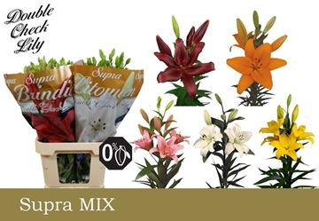 Lilium La Mixed In Bucket 90cm 5/7bl