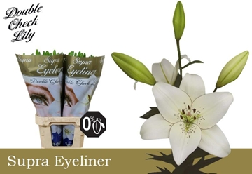 Lilium As Eyeliner 90cm 5/7bl