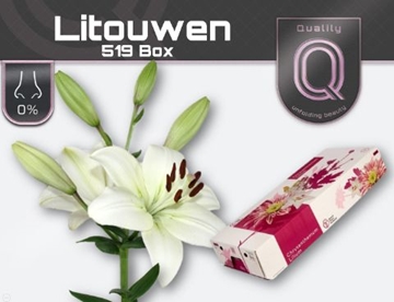 Lilium La Litouwen 90cm 4/5bl