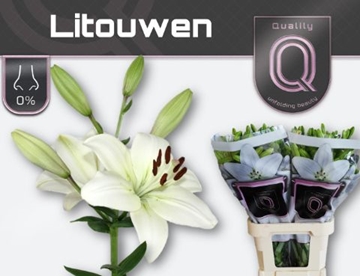 Lilium La Litouwen 100cm 4/5bl