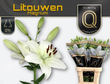 Lilium La Litouwen 100cm 5/7bl