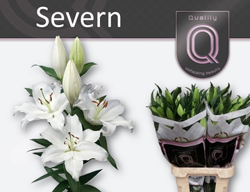 Lilium Or Severn 80cm 4/5bl
