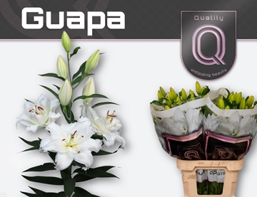 Li Or Du Guapa 85cm 4/5bl