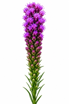 Liatris S Callilepis 60cm