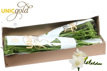 Freesia Single Ambiance 20gram