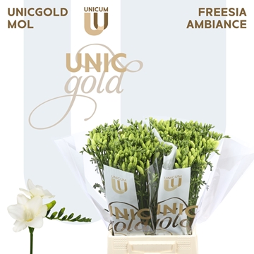 Freesia Single Ambiance 21gram