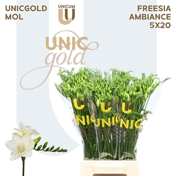 Freesia Single Ambiance 20gram