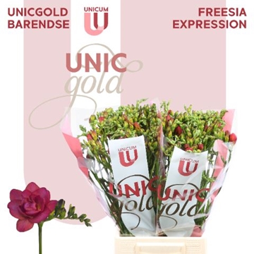 Freesia Double Expression 25gram