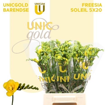 Freesia Double Soleil 20gram