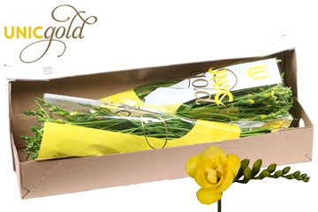 Freesia Double Soleil 20gram