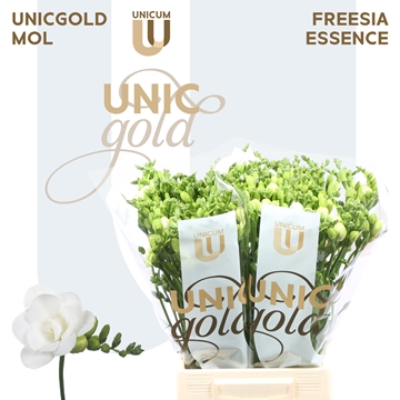 Freesia Double Essence 20gram