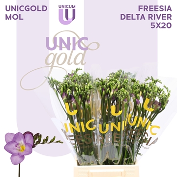 Freesia Single Delta River 20gram