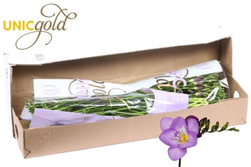 Freesia Single Delta River 20gram
