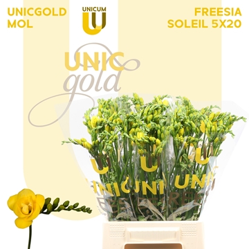Freesia Double Soleil 20gram