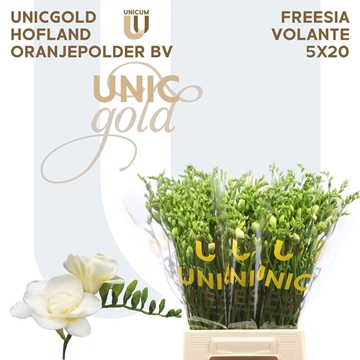 Freesia Double Volante 20gram