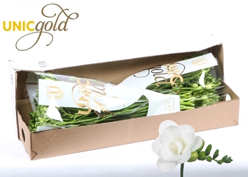Freesia Double Essence 24gram