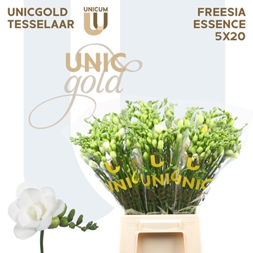 Freesia Double Essence 24gram