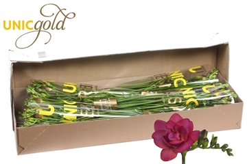 Freesia Double Expression 26gram