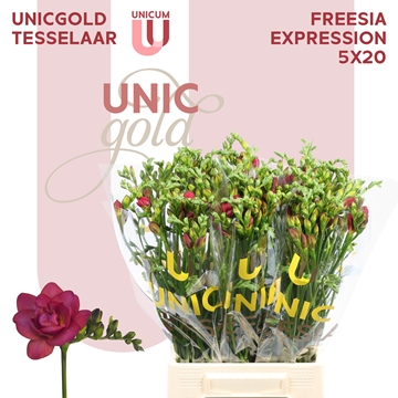 Freesia Double Expression 26gram