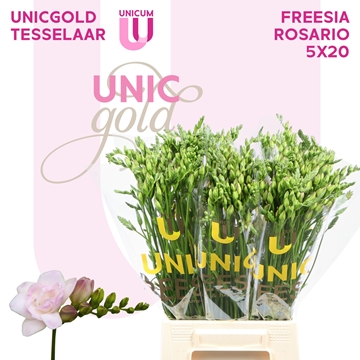 Freesia Double Rosario 23gram