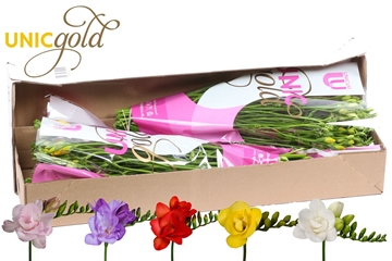 Freesia Double Rainbow 22gram