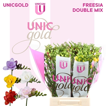 Freesia Double Rainbow 22gram