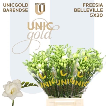 Freesia Double Belleville 22gram