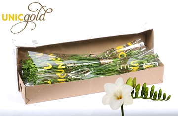 Freesia Single Diamond River 22gram