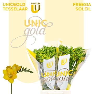 Freesia Double Soleil 25gram
