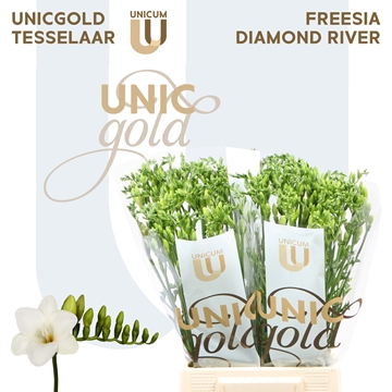 Freesia Single Diamond River 20gram