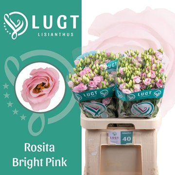 Lisianthus Double Rosita Bright Pink 70cm