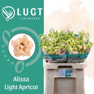 Lisianthus Double Alissa Apricot 70cm