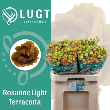 Lisianthus Double Light Terracotta 70cm