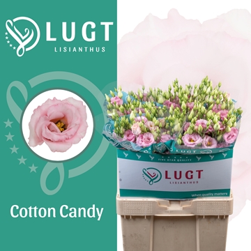 Lisianthus Double Cotton Candy 70cm