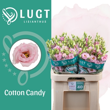 Lisianthus Double Cotton Candy 70cm