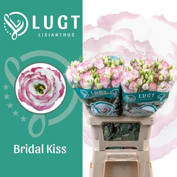 Lisianthus Double Croma Bridal Kiss 70cm