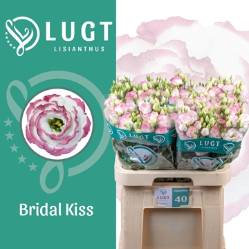 Lisianthus Double Croma Bridal Kiss 70cm