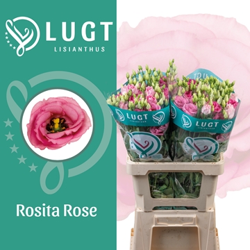 Lisianthus Double Rosita Pink 70cm