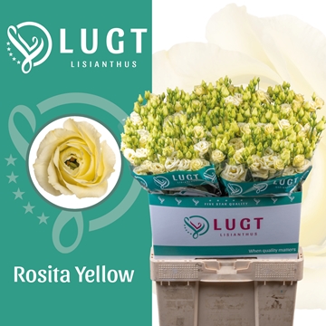 Lisianthus Double Rosita Yellow 70cm