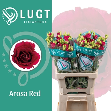 Lisianthus Double Arosa Red 70cm