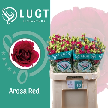 Lisianthus Double Arosa Red 70cm