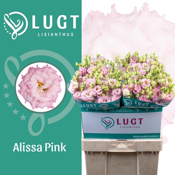 Lisianthus Double Alissa Pink 70cm