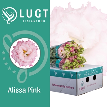 Lisianthus Double Alissa Pink 70cm