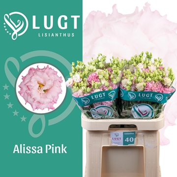 Lisianthus Double Alissa Pink 70cm