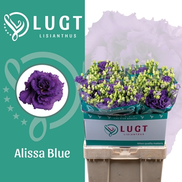 Lisianthus Double Alissa Blue 70cm