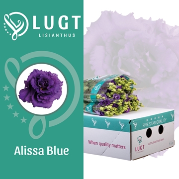 Lisianthus Double Alissa Blue 70cm